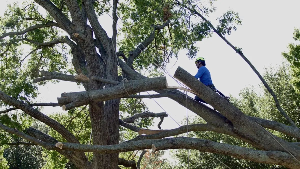 Professional Hazardous Tree Removal performed by certified arborists in Webber